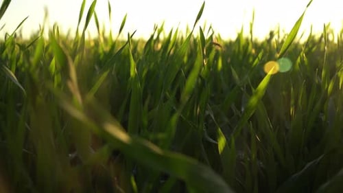 Rotations-Sonnenstrahlen im Gras
