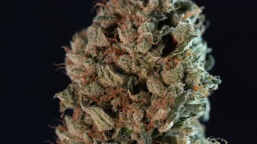 Marijuana Bud Close Up Texture Isolated By Black Background