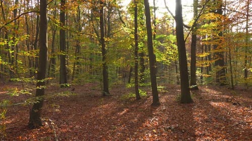 Herbst & Park