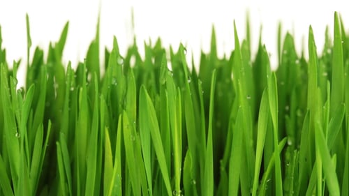 Green Grass with Drops