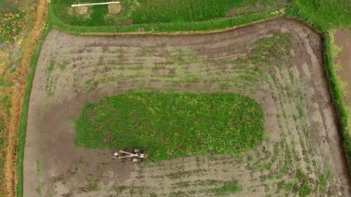 Aerial Shot of Farmers Doing Plowing the Field with Preparing It for Rice Plantation