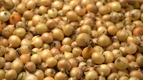 Footage White Onions Rotation Background