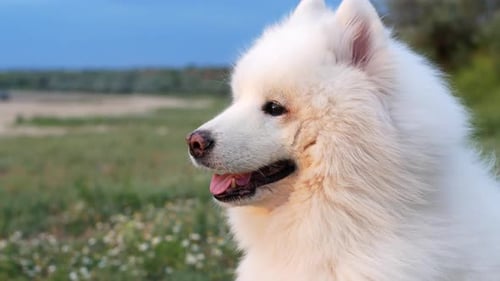 El perro se sienta en la orilla de la arena cerca del océano y el viento desarrolla su pelaje.