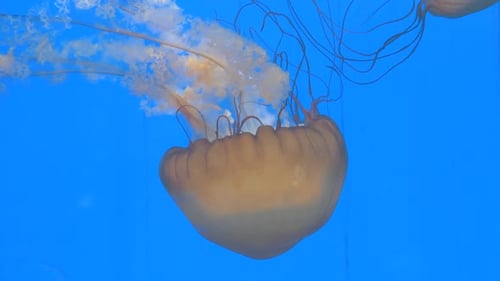 Close-up of Giant Orange Medusa Jellyfish in Aquarium, Blue Background