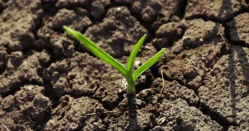 New Green Plant Sprays with Water in Dry Soil