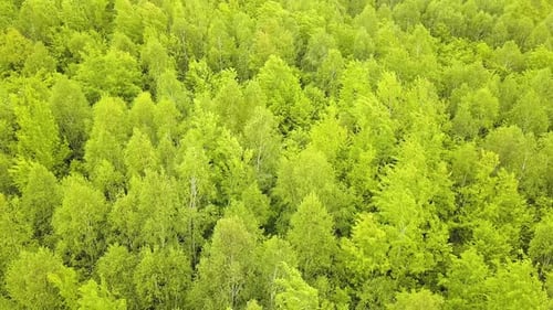 Luftaufnahme des grünen Waldes mit Vordächern von Sommerbäumen, die sich im Wind wiegen.