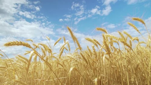 The Field Wheat Against the Blue Sky, Spikelets of Wheat with Grain Shakes Wind, Grain Harvest