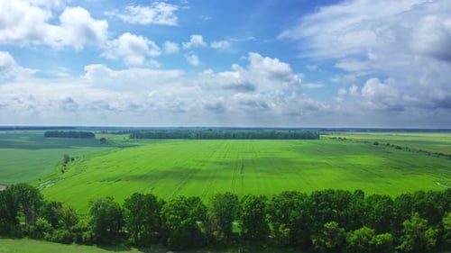 Flying Over A Wheat Field Among The Trees