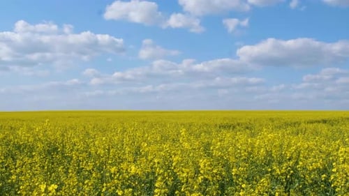 Rapeseed Flowering Field Outdoors in Spring in Ukraine