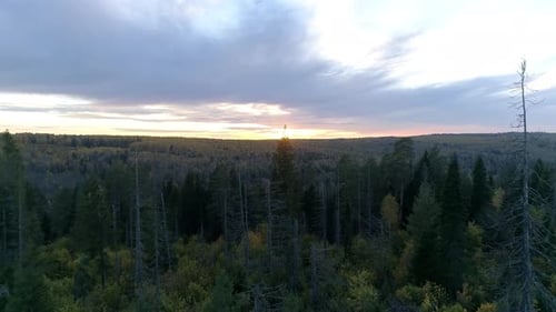 Vogelperspektive auf den schönen grünen Fichtenwald bei Sonnenuntergang