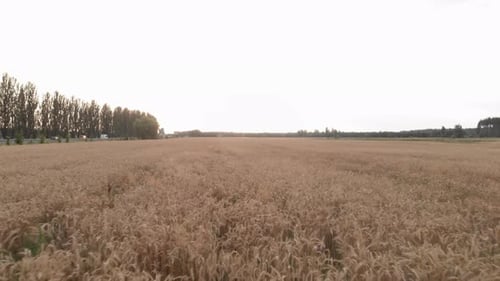 Rye field. Ears of wheat on field