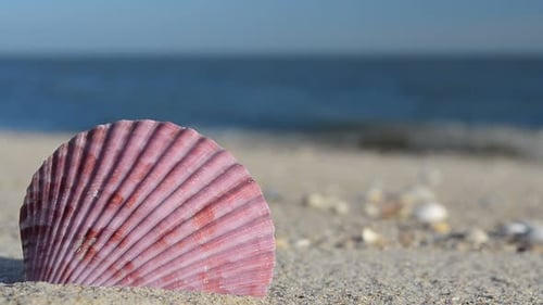 Cockleshells 31