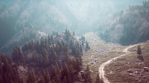 Bird's Eye View of Road Running Through Beautiful Green Pine Woods