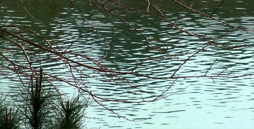 Der See und die Pflanze