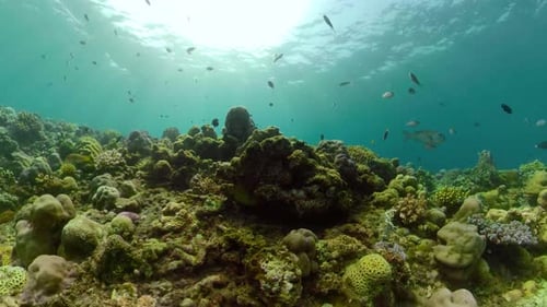Coral Reef and Tropical Fish