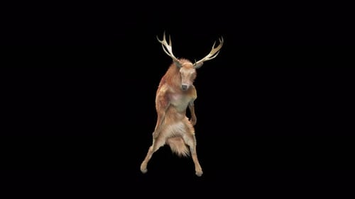 3D Realistic Deer Dancing Alpha Channel Animation Loop