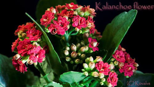 Opening Of Kalanchoe