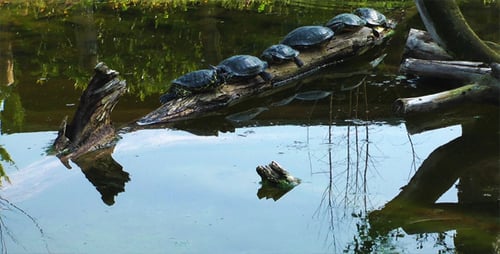 Schildkröten beim Sonnenbad
