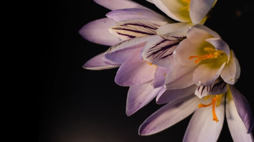 Blühende Schneeglöckchen, Krokusse