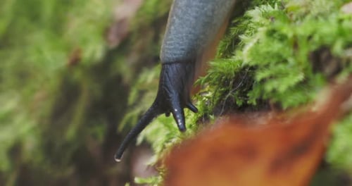 Vidéo macro avec Slug. Limace terrestre, mollusque gastéropode terrestre sans coquille dans la forêt d'automne.