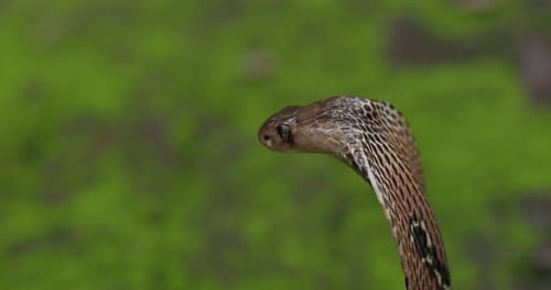 Striking Cobra Rearing Up Close