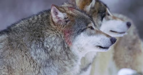 Gray Wolves Posing Side by Side in Winter