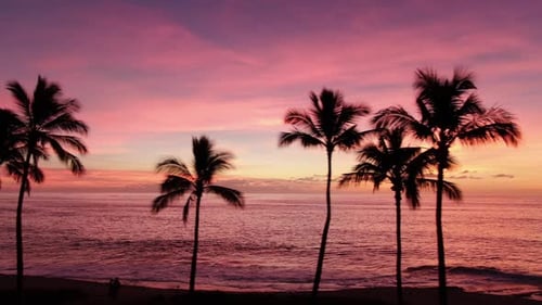 Palm Trees