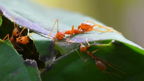 Ameisen arbeiten als Team, um ihr Nest zu bauen
