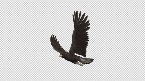Seeadler - Flying Transition III