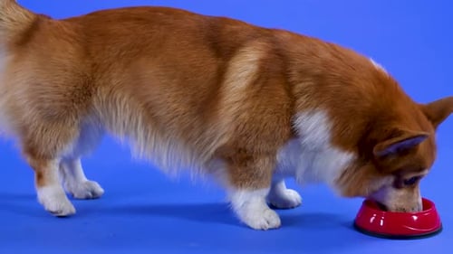 Corgi Dog Eats Food from a Red Bowl