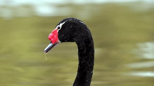 Nahaufnahme eines Porträtkopfes, der das Detail eines anmutigen Schwans mit schwarzem Hals, Cygnus melancoryp, einfängt