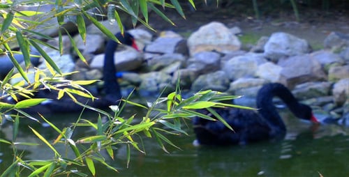 Black Swans Swimming Peacefully in a Pond