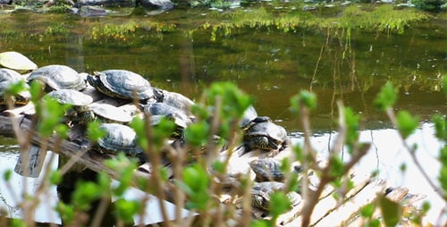 Green Leaves and Turtles