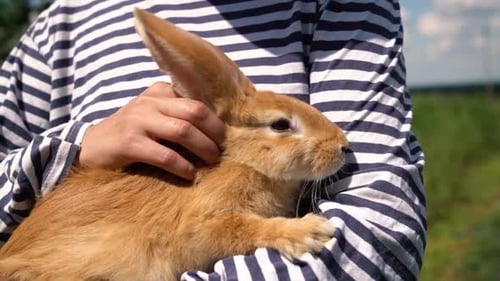 Person Holds Ginger Rabbit Outdoors in Daytime