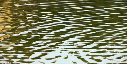 See 1