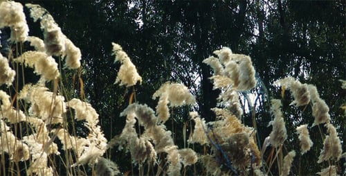 Cattails Swaying gently in Bright Daylight