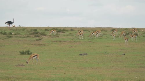 Gazelles and Ostrich Grazing in Wild Grasslands