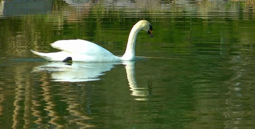 Swan on the Green Lake