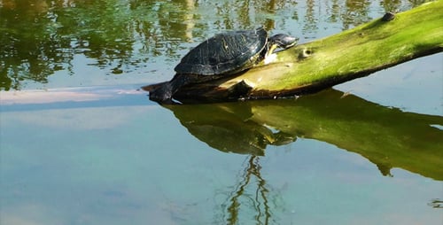 Turtle on the Wood 2