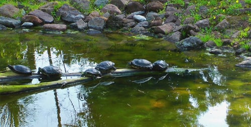 Schildkröte auf dem Wald