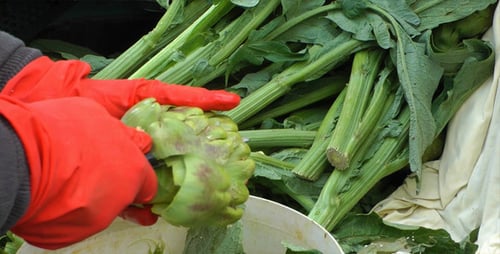 Artichoke