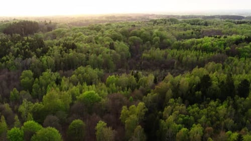 Drone view of mystical forest, sunset spring time