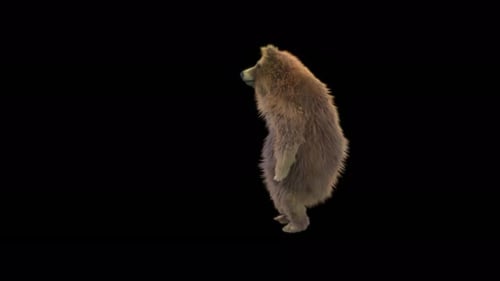 Realistic Brown Bear Standing Animation with Alpha Channel
