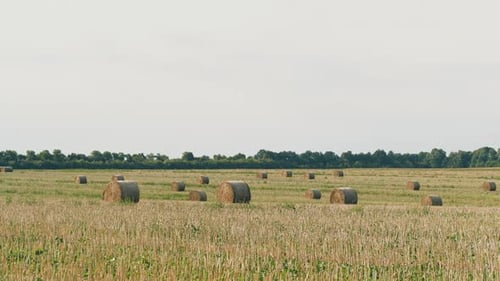 A Field with Straw Bales After Harvest on the Clouds Sky Background
