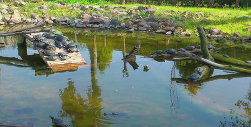 Schildkröten auf dem See 3