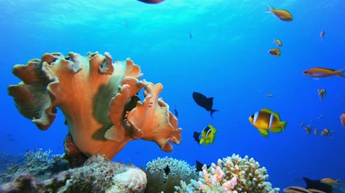 Tropical Sea Fish Clownfish