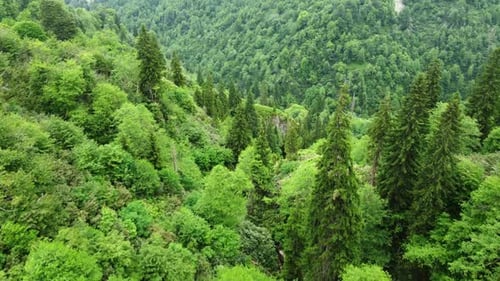 Beautiful Green Forest in Summer Season Nature Aerial Landscape