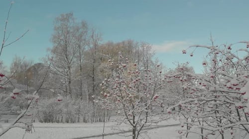 Snow Covered Trees and Bushes in Winter