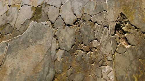Textured Cracked Wall Movement with Moss