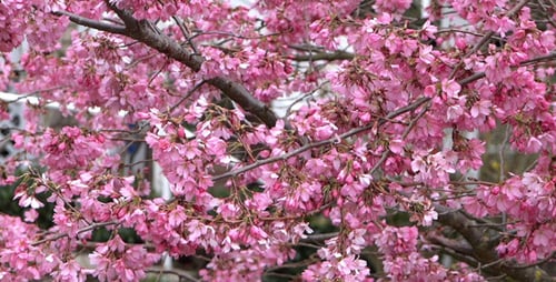 Fleurs de cerisier 01